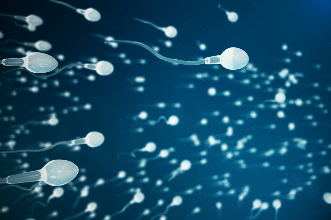 A 30,000 Foot View of the Semen Analysis
