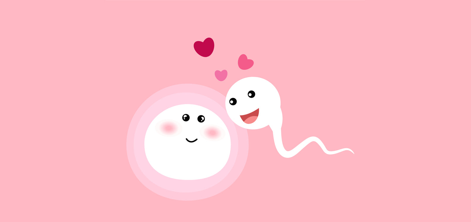 The Sperm-Egg Tango